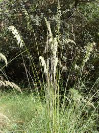 Image result for Urelytrum