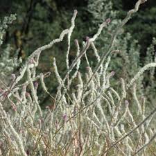 Image result for Hermbstaedtia linearis