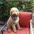 Smith Standard Poodles Older Puppies & Adults Available