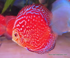Rafflesia Discus With Images Discus Fish Beautiful Fish Freshwater Aquarium Fish