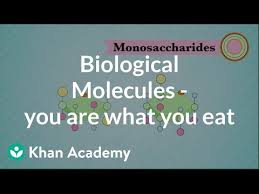 It needs to be read, stored, copied and otherwise manipulated by other biomolecules. Biological Molecules You Are What You Eat Video Khan Academy