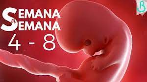 Semanas 4 8 De Embarazo 2 Meses Semana A Semana Baby Suite By Pau Youtube