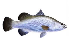 Slantet komunikasi r'a/gkas monitoring musim, fekunditas dan kualitas telur ikan kakap putih, lafes calcarifer dari hasil pemijahan alami dalam kelompok mayunar't dan bejo slamet) abstrak pengamatan musim pemijahan alami pada ikan kakap putih bertujuan untuk mengetahui efektivitas pemijahan dilihat dari musim, fekunditas, derajat pembuahan, dan penetasan telur. Daftar Harga Ikan Kakap Per Kilo Terbaru Juni 2021