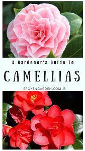 Do You Have A Camellia Bush In Your Garden Wondering About Their Maintenance Needs Or History Came Camellia Plant Flower Garden Care Beautiful Flowers Garden