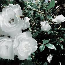 Black And White Plants Aesthetic Plants Forest Green Aesthetic Soft Flower White Green Aesthetic White Aesthetic Slytherin Aesthetic