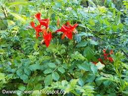 Image result for Tecomaria capensis