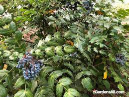 We did not find results for: Edible Hedges For Privacy And Food Eat That Hedge Gardensall