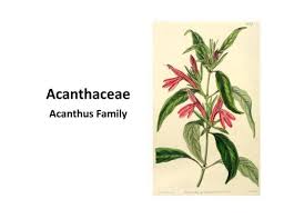 Image result for Acanthaceae
