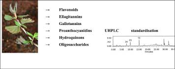 Image result for Myrothamnaceae