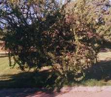 Image result for Acacia hebeclada