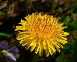At times, they also give you the opportunity to free yourself. Taraxacum Wikipedia