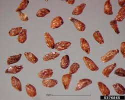 Image result for Striga hallaei