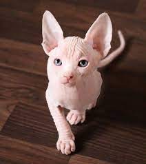 Her Names Andromeda Crazy Daisy Cute Hairless Cat Hairless Kitten Cats