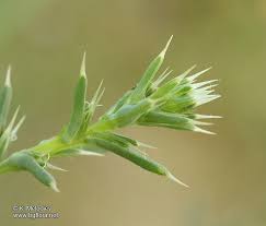 Image result for Salsola rabieana