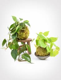 Strawberry kokedama looks sweet and tastes sweet, doesn't it:p i love looking at it when it is trailing down bearing a pretty small. Philodendron Kokedama Shop String Gardens Pistils Nursery
