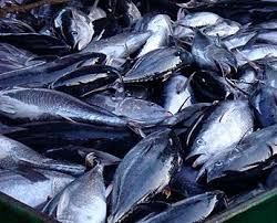 The atlantic bluefin tuna (thunnus thynnus) is a species of tuna in the family scombridae.it is variously known as the northern bluefin tuna (mainly when including pacific bluefin as a subspecies), giant bluefin tuna for individuals exceeding 150 kg (330 lb), and formerly as the tunny. Fis Companies Products Tri Marine International Requests Control Over Pacific Bluefin Tuna Overfishing