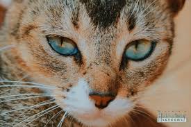 What we have found with cats is that they are all different in both physical and mental abilities so i always hesitate to say that. Pets And Retractable
