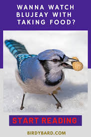 Birds That Start With Blue Bird Food For Blue Jay Wild Bird Food Blue Jay Bird Food