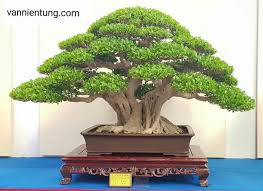 Pin By Harman Shizen On Bonsai Insp2020 In 2020 Bonsai Tropical Tree Plants