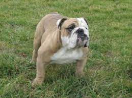 See more ideas about bulldog puppies find english bulldog puppies for sale with pictures from reputable english bulldog breeders. English Bulldog Puppies In Virginia