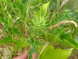Image result for Datura ferox