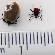 Ticks are so small that they can be mistaken for a freckle, but they can cause lyme disease, which affects both humans and animals and can be fatal in the worst how to identify ticks. Horror Summer Of Blood Sucking Ticks That Can Cripple And Blind You On Its Way Mirror Online