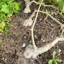 Image result for Kedrostis leloja