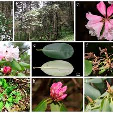 Image result for Erica pleiotricha