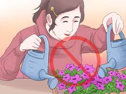 Plant petunias whenever they're displayed for sale at local garden centers, starting in spring. How To Grow Petunias With Pictures Wikihow