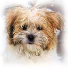 schilderen olieverfschilderij honden portretten olieverfschilderijen honden