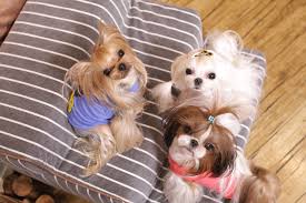 Grooming your dog regularly is vital to ensuring they stay clean and healthy, so try these tips. Korean Style Grooming By Mina Choi Home Facebook