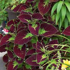 Image result for Coleus buchananii