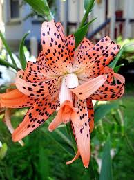 My Intention Is To Fill Up Face Book With Flowers To Break The Saturation Of Negative Images And Videos If You Like This Post Lilien Lilienpflanze Blumensamen