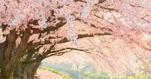 Pin By Lucia Franca On Primavera Pink Trees Beautiful Nature Nature