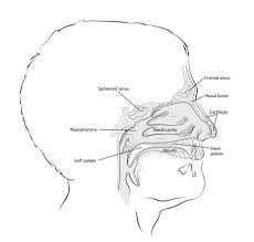 There are four pairs of sinuses, named for the bones that they're located in: What Are Nasal Cavity And Paranasal Sinus Cancers