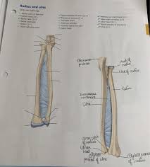 Check spelling or type a new query. Radius And Ulna Label The Following Radial Notch Of Chegg Com