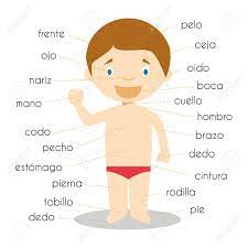 Body parts vocabulary with pictures. Human Body Parts Vocabulary In Spanish Vector Illustration Royalty Free Cliparts Vectors And Stock Illustration Image 73752536