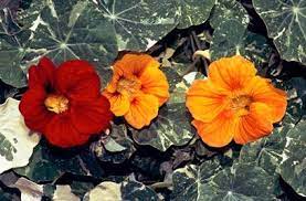 Pin On Flowers