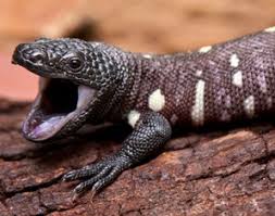 But for a serious herp enthusiast, their habits and environment requirements make them ideally suited for captivity and visual enjoyment. Mexican Beaded Lizard Archives Animal Fact Guide