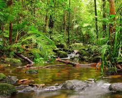 Image result for Terrarium Cling Background