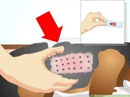 3 Ways To Determine If Your Dog Has Food Allergies Wikihow Pet