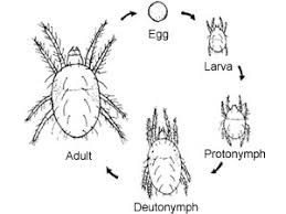 Spider mites are about 1/50 of an inch long, while clover mites are 1/30 of an inch. Spider Mites Kill Control And Prevent These Nasty Pests