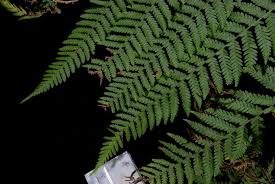 Image result for Hypolepis