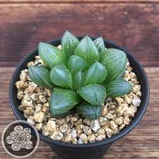 Pin On Succulents