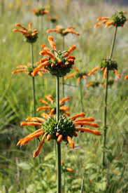 Image result for Vernonia nepetifolia