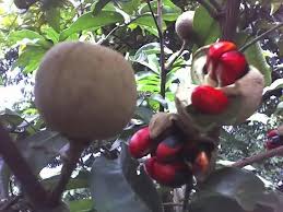 Image result for Trichilia