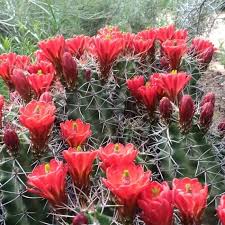 Some cacti look attractive in little pots all in a row. Cold Hardy Cactus Finegardening