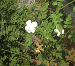 Image result for Jasminum grandiflorum