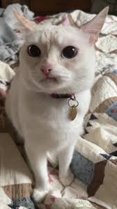 Fiesty gorl #yetigirl #yetiworld