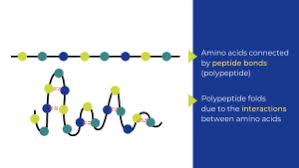 All you need to know about enzymes | Zymvol